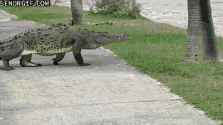 croc-walking