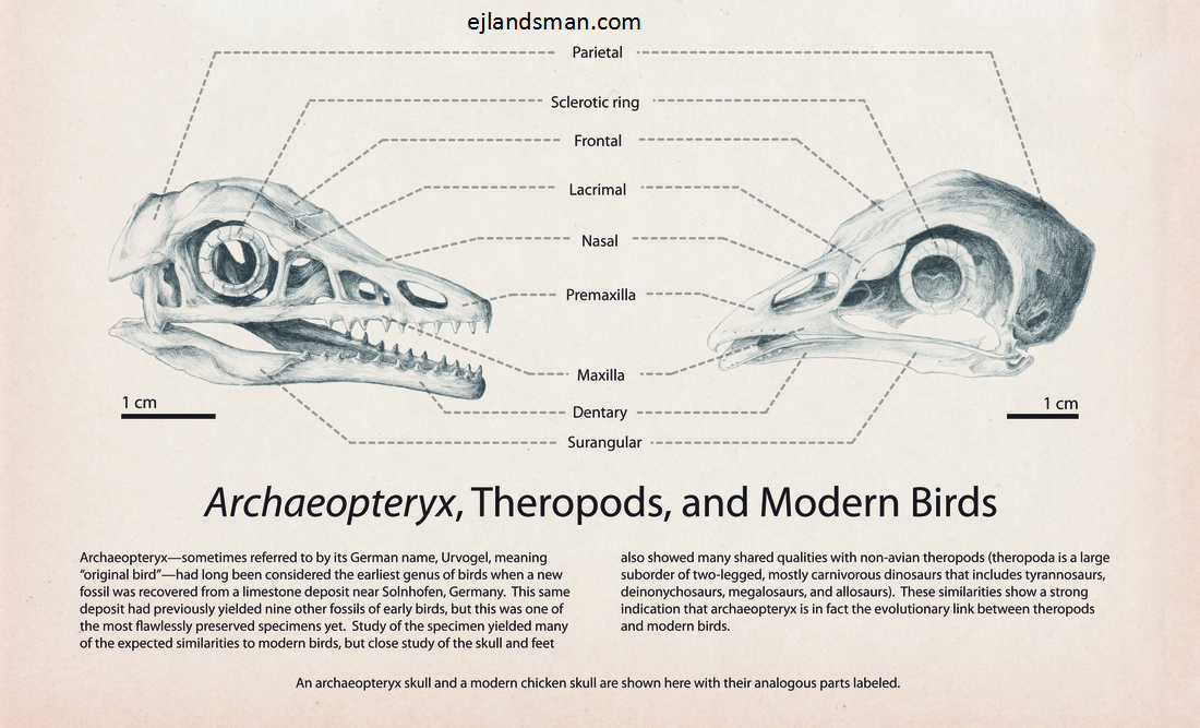 archaeopteryx-vs-chick-diagram